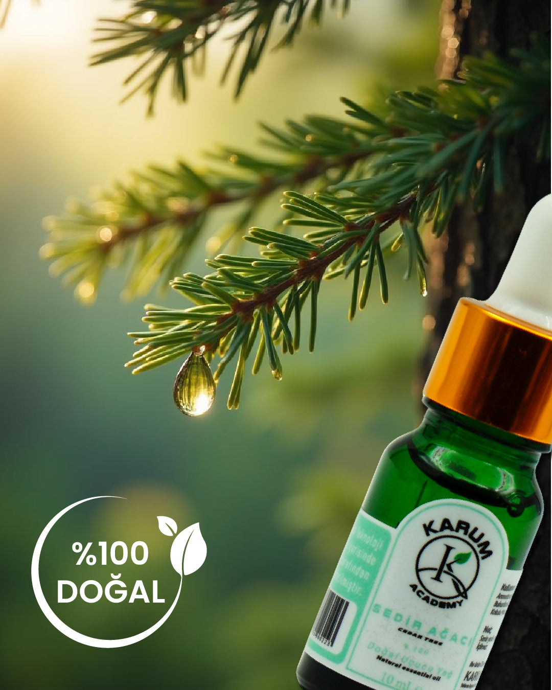 Aromaterapi %100 Doğal Cam Damlalıklı (Doğanın Güçlü ve Sakin Sesi) Sedir Ağacı Uçucu Yağ 10ml